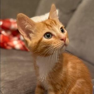 Meet your Posher, Yesabel